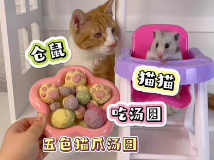 仓鼠和猫猫第一次一起吃汤圆过元宵节是什么体验?!#蔡可爱爱仓鼠 #仓鼠 #金丝熊 #沙糖桔猫