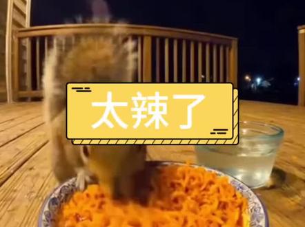 #松鼠 #萌宠 #动物的迷惑行为 松鼠要辣死了