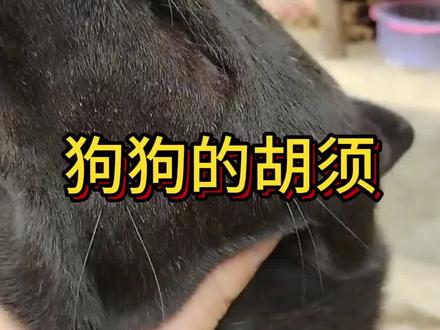 狗狗的胡须可以判断出狗狗的性格!#养宠小妙招#科学养狗#养狗人士#养狗经验分享 #养宠小妙招