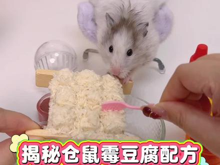 鼠鼠们快学起来去摆摊(不是) #宝贝年味企划 #万物可爱计划 #人来交换宠物日记 #蔡可爱爱仓鼠 #仓鼠版霉豆腐