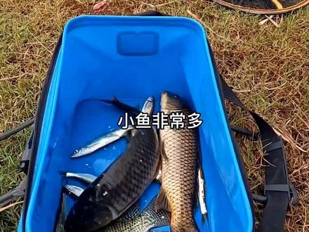禄丰东河水库,小鱼特别多,绝对不会空!
#钓鱼 #户外