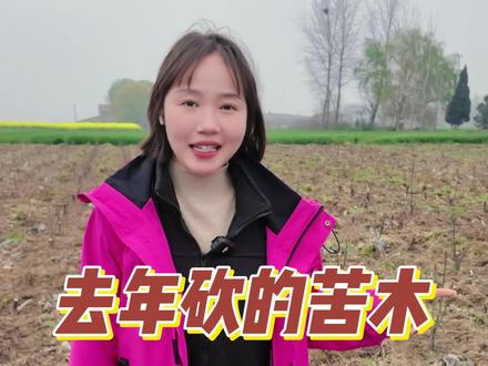 去年砍掉的苦木 今年又发芽了