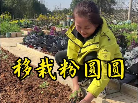 你们的西红柿苗应该收到了吧?我们一起种起来#种菜#我的小菜园#种菜小技巧 #种植记录#田园生活@抖音小助手