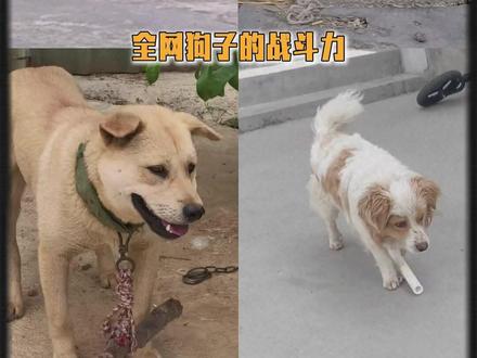 发明给狗子挂木棍的人,简直是惊天地泣鬼神的天才!