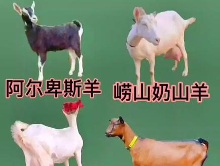 国内常见奶山羊介绍,下期讲如何挑选奶山羊#奶山羊 #养殖 #热门小助手