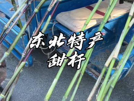 听说这个是北方人民的童年回忆,比甘蔗细好多,确实水分蛮足的#街边小吃 #寻味街边小吃 #路边摊美味 #甜杆小时候的记忆