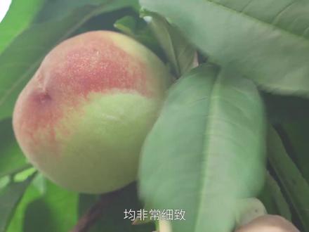 生草不仅不会吃掉肥料,竟然能养桃,你是不是第一次听说?