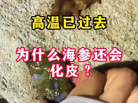 高温已过去,为什么海参还会化皮?#海参 #海参养殖 #海参养殖技术 #水产养殖技术