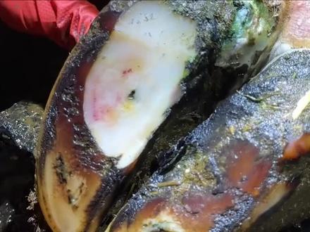 牛蹄惊现一个冒泡小洞#解压 #修牛蹄