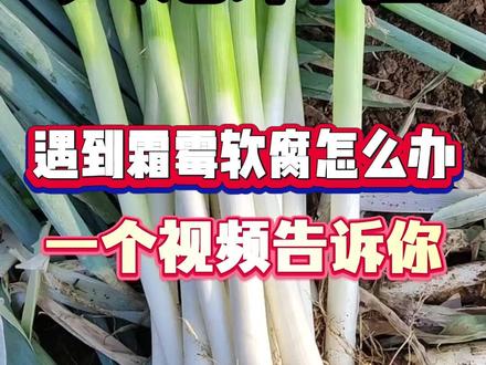 大葱霜霉软腐找上门,别着急#大葱 #大葱种植 #大葱种植小技巧 #大葱种植技术