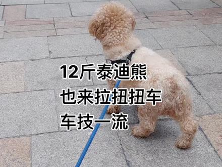 泰迪熊车启动#日常遛狗 #可爱萌宠