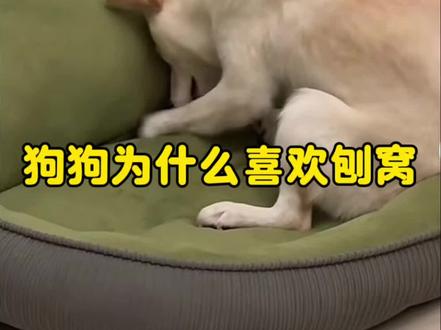 狗为什么喜欢刨窝#狗 #新手养狗 #萌宠出道计划 #养狗经验分享