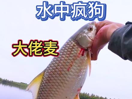 六七斤的大老麦你有钓到过吗? #南鲮王野钓大非一瓶搞定 #成功一号鲮鱼颗粒 #汉鼎一号七代 @汉鼎官方旗舰店 @佐佳渔具