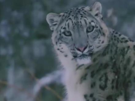 骚扰雪豹被咬伤,这才是事件的原貌 #雪豹 #可可托海 #责任 @关之檀