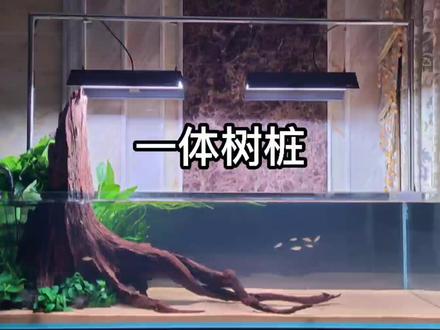 #原生造景 #紫柚木 #萍乡 #南美缸 简约风,树桩沉木造景!