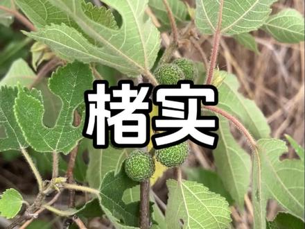 构树结果了,这也是个好东西