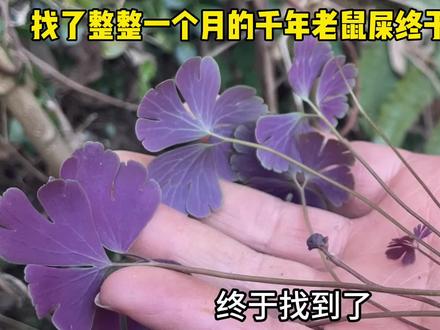 千年老鼠屎你们见过吗你们听过吗 小植物大作用你们的家乡有它吗 #植物科普 #一日一植物 #草本植物