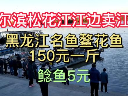哈尔滨松花江江边卖江鱼,黑龙江名鱼鳌花鱼150元一斤,江鲤28