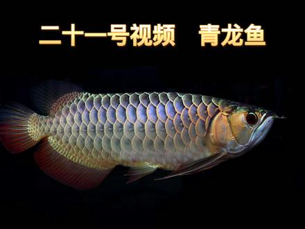 21号 青龙鱼 #金龙 #龙鱼