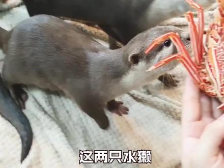 水獭吃鳗鱼#萌宠 #奇妙的动物 #野生动物零距离 #动物世界 #萌宠出道计划