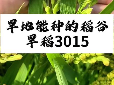 旱地也能种的水稻耐旱耐高温不仅产量高米饭还好吃#旱稻种植 #长粒米 #水稻种植 #旱稻 #三农种植