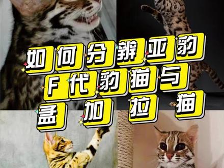 如何分辨野生、F、孟加拉#孟加拉豹猫 #sgcc #猫知识 #养猫新手 #新手养猫 #豹猫 #喵星人 #干货分享 #知识科普 @豹奶奶👵🏻