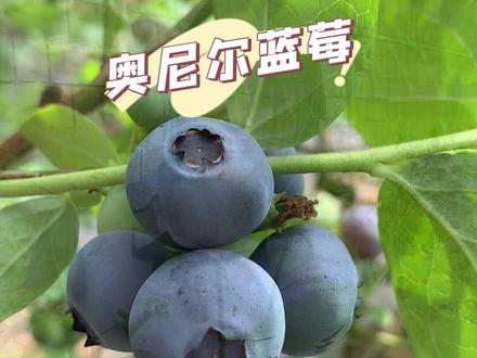 你吃过纯甜口的蓝莓吗 奥尼尔蓝莓#我要上热门 #新农人计划2023 #我的乡村生活 #三农 #蓝莓