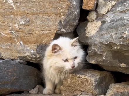 猫德学院大战狮子猫家族之车轮战战术