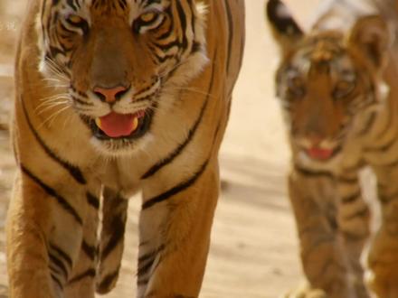 第12集 l 克里希娜: 她是虎后“玛奇莉”第四窝幼崽中的一员,如今已继承母亲的旧领地,成为了新一代的“湖畔女王”。#克里希娜 #老虎 #箭头 #闪电 #野生动物园