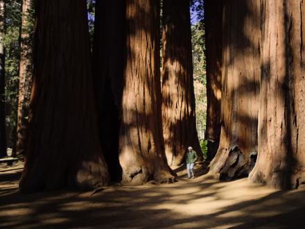 世界上最大的生物,已经活了三千年了 #野生植物 #巨木 #红杉树