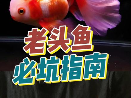 老头鱼必坑指南 #养鱼日记 #鱼缸里的大自然 #养鱼养心 #养鱼日志 #金鱼