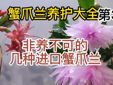 蟹爪兰养护大全36进口蟹爪兰哪些品种好 #爱生活爱养花 #进口蟹爪兰 #蟹爪兰养护方法 #蟹爪兰养护大全