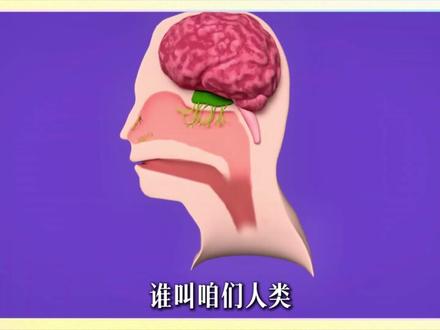 越臭越香?为什么人类也喜欢吃有臭味的东西? #美食 #臭味 #科普 #涨知识 #螺蛳粉