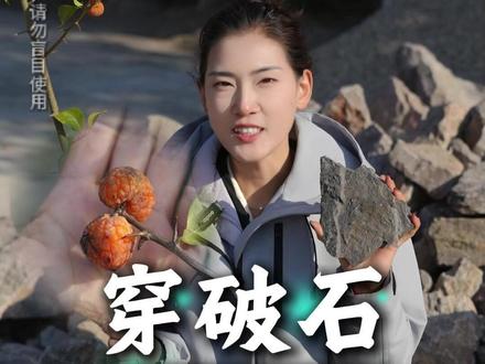 植物界的金刚钻 穿破石是柘树的根,妙用无穷。在你们那里叫什么名字?#穿破石 #植物科普 #大自然的馈赠