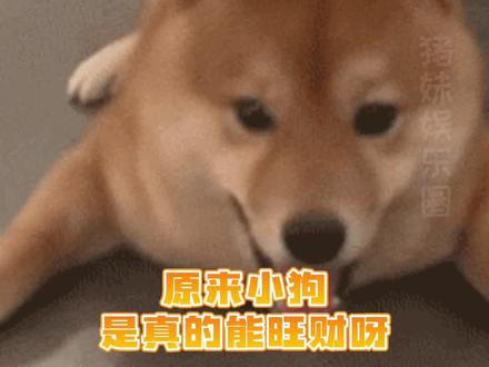 怪不得小狗都叫旺财呢!#狗狗 #万万没想到 #反转 #中华田园犬