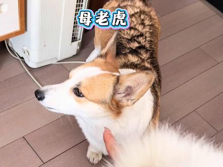 烦人,逼着我叫他矮冬瓜! #谁能拒绝傻憨憨的小狗 #柯基小短腿 #养狗的乐趣