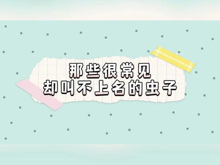 今天给家人们科普一下叫不出名字的害虫#观察昆虫 #奇妙的动物 #神奇动物在抖音 #科普