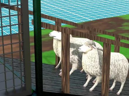 为什么要把绵羊泡在水里?#内容启发搜索