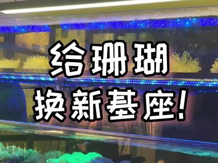 给珊瑚换新基座!我再也不用贴标签啦!#珊瑚 #海缸 #海缸日记 #金火柴 #水族