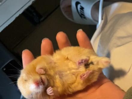 天气太冷了,给我老鼠干冬眠了,还以为死了#贤者#冬眠#仓鼠#抢救#dou上热门