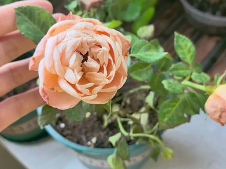 月季花叶子萎蔫,不精神,这3个原因需要注意 #果汁阳台 #月季养护 #月季 #阳台月季 #月季花