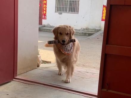 这种朋友交多几个,岂不是会破产?#狗狗 #金毛