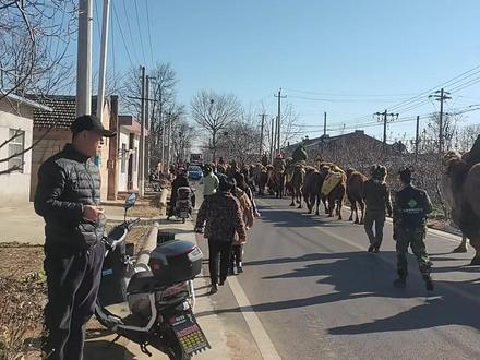 东天山骆驼队三日行程亮点
12月14日:古塬寻踪
从土桥镇三王村启程,3.4公里漫步至官庄镇袁家村,再行8.7公里抵达十里塬镇北城堡街道。这里是淳化苹果核心产区,驼队暂歇于此,队员在十里塬休整补给,让天山风尘与塬上烟火撞个满怀。
12月15日:味韵传情
从北城堡街道出发,10公里奔赴十里塬街道——一碗传承两千年的淳化荞面饸饹已备好,汉武帝赞誉过的非遗美味,将为驼队队员接风洗尘,现场更有特色推介活动串联古今。沿铁十路前行12公里至润镇街道短暂休整后,再行11公里抵达淳化县城食宿,骆驼暂驻大治洞,在静谧中蓄力明日征程。
12月16日:文脉对话
从县城出发,9.4公里抵达石桥街道补给后,2.7公里直达金川湾石窟。这座藏着世界唯一三阶教完整经文的唐代石窟,将迎来驼队的虔诚探访,千年刻经与丝路驼铃共鸣,诉说文明交融的故事。最终,驼队将沿3.7公里路程向谷口前行,为淳化之旅画上圆满句点。
每一步都踏在秦直道的历史余温上,每一声驼铃都呼应着甘泉宫的古老传说,这场跨越千里的丝路之约,邀你共赴!#东天山骆驼队 #岁人#淳化