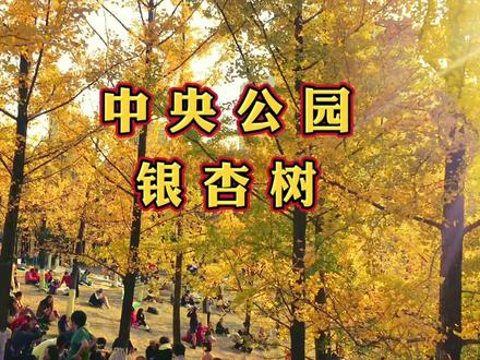中央公园银杏树黄了,导航中央公园东8停车场入口,就在停车场边##银杏黄了 #一起来拍秋天 #热门 #最美银杏 #我要上热门🔥 #热门话题