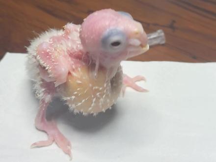 鹦鹉地包天,处理小方法#鹦鹉地包天 #鹦鹉育雏 #鹦鹉歪嘴 #养殖经验分享 #鹦鹉繁殖