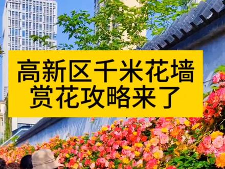 新乡高新区千米花墙。新乡最美花墙。很多人不知道在哪里?坐几路公交。最新赏花攻略来了!#高新区千米花墙#抖音带你去赏花 #赏花攻略