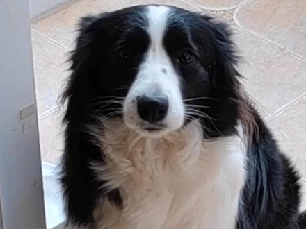 一招解决边牧挑食。窝头:我不在乎你给我什么吃的,我只在乎你有没有用心#萌宠 #动物的迷惑行为 #边牧 #宠物 #狗狗挑食