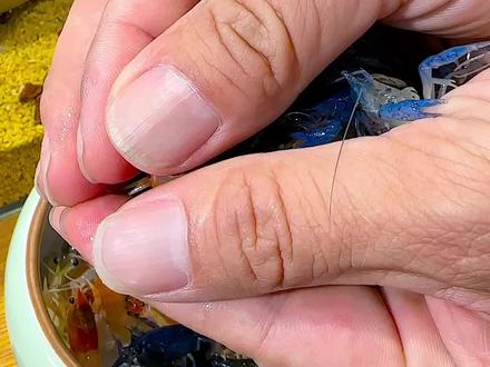 非常漂亮五彩鳌虾,不仅好看还能清洁鱼缸,还能自己孵化产小虾#五彩鳌虾 #鳌虾