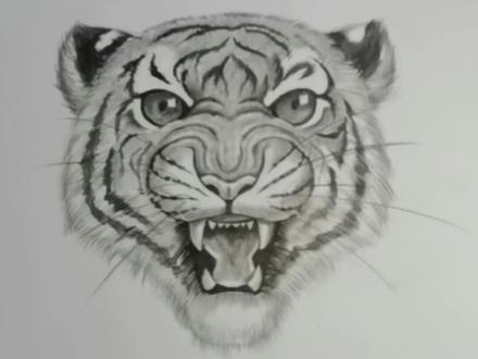 大飞老师教你画只老虎,先画两个圆再画一个椭圆,怎么像只熊?管不了那么多啦#画画 #素描 #素描动物 @DOU+小助手