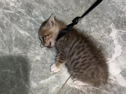 家里面有护食的猫一定要看完。#护食 #猫咪 #幼猫 #小猫咪